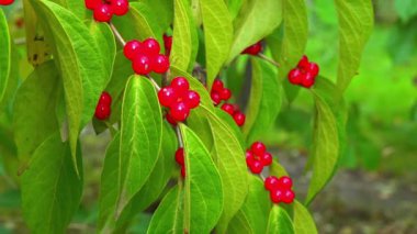 Amur hanımeli Lonicera maackii, ağaçtaki kırmızı böğürtlen bahçedeki yeşil yaprakların arka planında