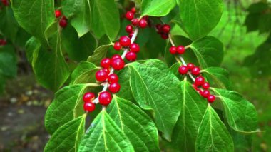 Amur hanımeli Lonicera sp., Bahçedeki yeşil yaprakların arka planına karşı ağaçta kırmızı böğürtlen