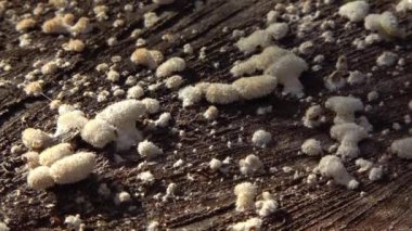 Bölünmüş solungaçlı mantar şizofreni komünü - Ukrayna 'da bir bahçede eski bir meşe ağacının gövdesinde saprofitik ahşap mantar