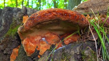 Phellinus robustus - safirtik ahşap mantar bir bahçede yaşlı bir meşe ağacının kütüğünde