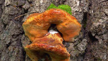 Phellinus robustus - safirtik ahşap mantar bir bahçede yaşlı bir meşe ağacının kütüğünde