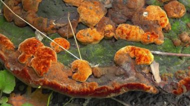 Phellinus robustus - safirtik ahşap mantar bir bahçede yaşlı bir meşe ağacının kütüğünde