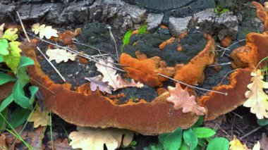Phellinus robustus - safirtik ahşap mantar bir bahçede yaşlı bir meşe ağacının kütüğünde