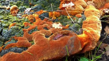 Phellinus robustus - safirtik ahşap mantar bir bahçede yaşlı bir meşe ağacının kütüğünde