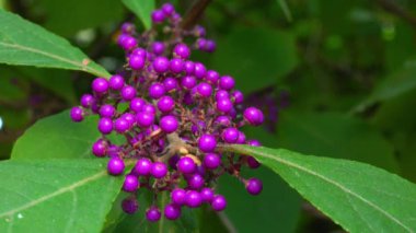 Beautyberry Callicarpa ikilemi - Ukrayna 'nın Odessa kentindeki bir parkta sonbaharda süslü bir çalıda mor meyveler