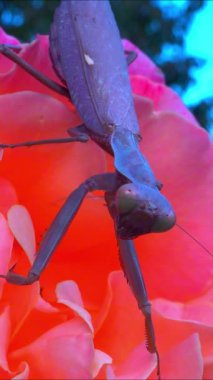 Hiyerodula transcaucasica - mavi gökyüzüne karşı pembe gül çiçeğinin üzerinde kahverengi peygamberdevesi.