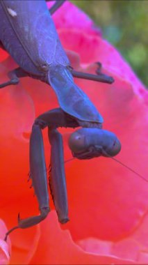 Hiyerodula transcaucasica - mavi gökyüzüne karşı pembe gül çiçeğinin üzerinde kahverengi peygamberdevesi.