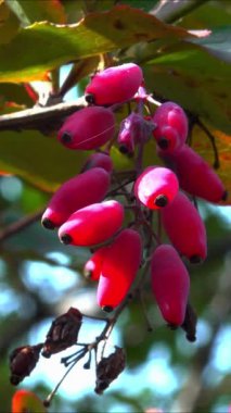 Barberry Berberis sp., Ukrayna 'da yeşil yaprakların arka planında bir çukur ile sulu kırmızı meyveler