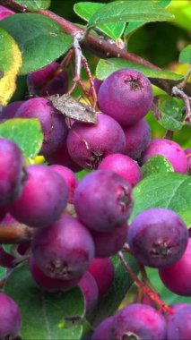Çalılıklarda kırmızı meyveler, Cotoneaster Sp. - Anjiosperm, Rosaceae, Malinae
