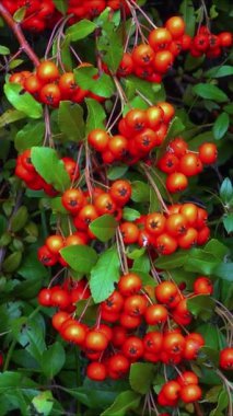 Pyracantha Şp. - Süslü bitkiler kırmızı - Bahçede tohumlu sarı meyveler