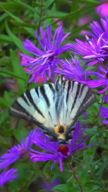 Iphiclides podalirius - Kırlangıç, kelebek bir bahçede kırmızı paskalya çiçeklerinde nektar toplar