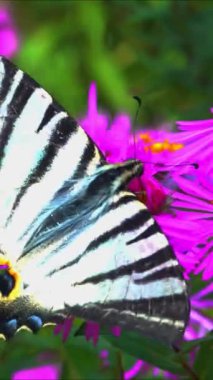 Iphiclides podalirius - Kırlangıç, kelebek bir bahçede kırmızı paskalya çiçeklerinde nektar toplar