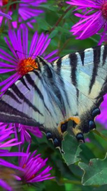 Iphiclides podalirius - Kırlangıç, kelebek bir bahçede kırmızı paskalya çiçeklerinde nektar toplar