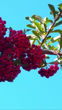 Pyracantha Şp. - Süslü bitkiler kırmızı - Sarı meyveli tohumlar mavi gökyüzüne karşı bahçede