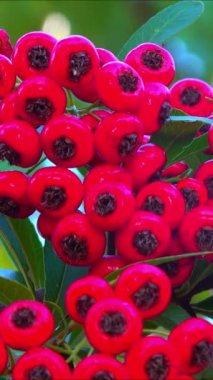 Pyracantha Şp. - Süslü bitkiler kırmızı - Sarı meyveli tohumlar mavi gökyüzüne karşı bahçede