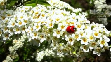 Uğur böceği Coccinella septempunctata - kırmızı yırtıcı böcek spirea, Ukrayna 'nın beyaz çiçeklerine oturur