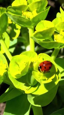 Uğur böceği Coccinella septempunctata - kırmızı yırtıcı böcek bahçe çiçekleri üzerinde yaprak bitleriyle besleniyor, Ukrayna