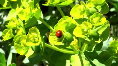 Uğur böceği Coccinella septempunctata - kırmızı yırtıcı böcek bahçe çiçekleri üzerinde yaprak bitleriyle besleniyor, Ukrayna