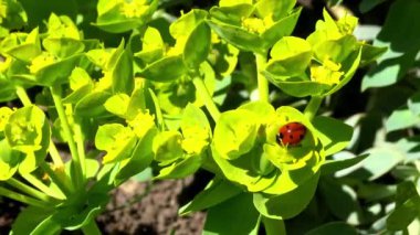 Uğur böceği Coccinella septempunctata - kırmızı yırtıcı böcek bahçe çiçekleri üzerinde yaprak bitleriyle besleniyor, Ukrayna