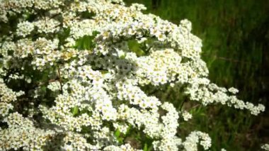 Spiraea kantoniensis - İlkbaharda, Ukrayna 'da küçük beyaz çiçekli çalı bitkisi