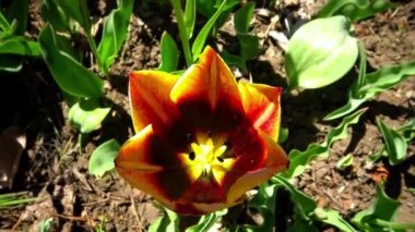 Süslü sarı-kırmızı lale. Bahçesinde polen olan siyah erkek kepekli. Ukrayna.