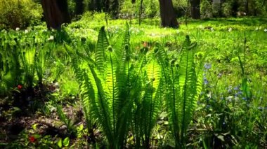 Genç yeşil eğreltiotu yaprakları baharda bahçede açılır, Ukrayna