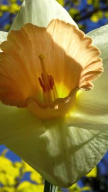 Beyaz Narcissus şiiri, mavi gökyüzüne karşı sarı perianth ve baharda bahçede sarı yapraklar, Ukrayna