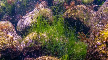 Karadeniz - Sualtı manzarası, lifli yeşil algler Odessa Körfezi kıyısındaki kayalıklarda Haetomorpha linum