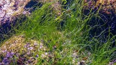 Karadeniz - Sualtı manzarası, lifli yeşil algler Odessa Körfezi kıyısındaki kayalıklarda Haetomorpha linum
