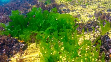 Underwater view of algae in the Black Sea, green algae Ulva and Enteromorpha on rocks at shallow depths off the coast, Odessa Bay clipart