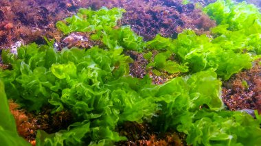 Karadeniz 'deki yosunların sualtı görüntüsü, yeşil algler Ulva ve Enteromorpha sahildeki sığ kayalıklarda, Odessa Körfezi' nde.
