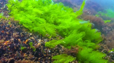 Underwater view of algae in the Black Sea, green algae Ulva and Enteromorpha on rocks at shallow depths off the coast, Odessa Bay clipart