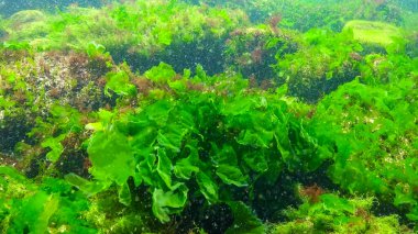Karadeniz 'deki yosunların sualtı görüntüsü, yeşil algler Ulva ve Enteromorpha sahildeki sığ kayalıklarda, Odessa Körfezi' nde.