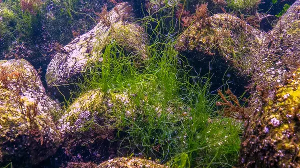 Karadeniz - Sualtı manzarası, lifli yeşil algler Odessa Körfezi kıyısındaki kayalıklarda Haetomorpha linum