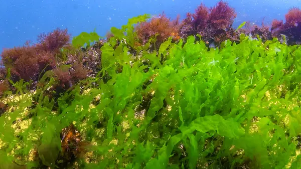 Karadeniz 'deki yosunların sualtı görüntüsü, yeşil algler Ulva ve Enteromorpha sahildeki sığ kayalıklarda, Odessa Körfezi' nde.