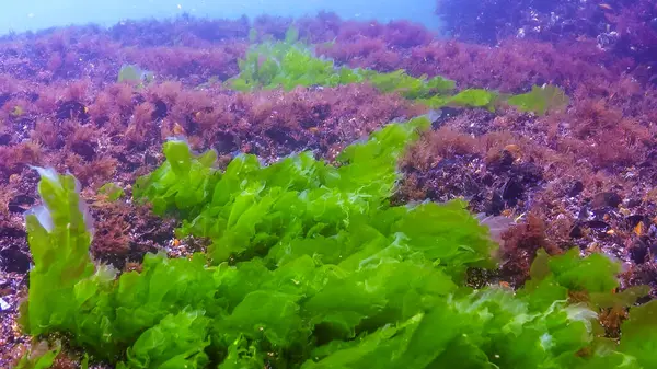 Karadeniz 'deki yosunların sualtı görüntüsü, yeşil algler Ulva ve Enteromorpha sahildeki sığ kayalıklarda, Odessa Körfezi' nde.