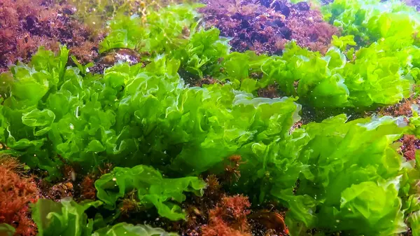 Karadeniz 'deki yosunların sualtı görüntüsü, yeşil algler Ulva ve Enteromorpha sahildeki sığ kayalıklarda, Odessa Körfezi' nde.