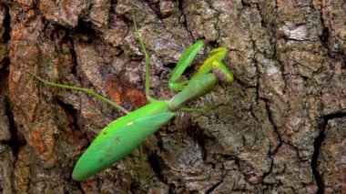 Hiyerodula transkafkasica - Ukrayna 'nın bahçesindeki yaşlı bir meşe ağacının kabuğunda dişi peygamber böceği yetiştiriyor.