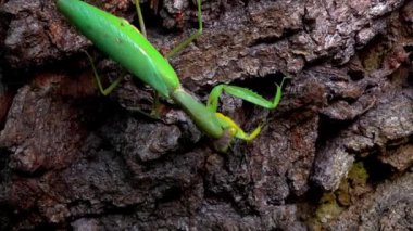 Hiyerodula transkafkasica - Ukrayna 'nın bahçesindeki yaşlı bir meşe ağacının kabuğunda dişi peygamber böceği yetiştiriyor.
