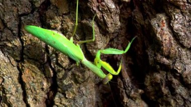 Hiyerodula transkafkasica - Ukrayna 'nın bahçesindeki yaşlı bir meşe ağacının kabuğunda dişi peygamber böceği yetiştiriyor.