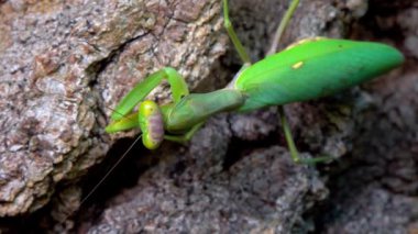 Hiyerodula transkafkasica - Ukrayna 'nın bahçesindeki yaşlı bir meşe ağacının kabuğunda dişi peygamber böceği yetiştiriyor.
