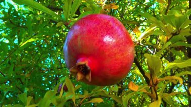 Punica granatum - Bahçede sonbaharda yeşil yapraklara karşı olgun kırmızı nar meyveleri