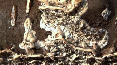 Postia sp. (Postia undosa), Ukrayna 'da eski çürümüş bir ağaç gövdesindeki yenilemez ağaç mantarı.