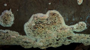 Postia sp. (Postia undosa), Ukrayna 'da eski çürümüş bir ağaç gövdesindeki yenilemez ağaç mantarı.