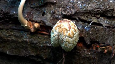 Coprinus sp. - Ukrayna 'da çürümüş bir ağaç gövdesindeki yenilemez tahta böcek türü.