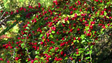 Yeşil yapraklardan oluşan bir zemin üzerinde kırmızı böğürtlen (Cotoneaster horizontalis)