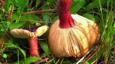 Bektaşi üzümü russula russula queletii - kırmızı saplı yenilebilir mantar ve yeşil çimlerde kapak, Güney Ukrayna