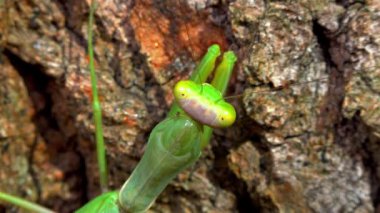 Hiyerodula transkafkasica - Ukrayna 'nın bahçesindeki yaşlı bir meşe ağacının kabuğunda dişi peygamber böceği yetiştiriyor.