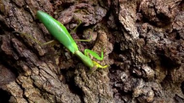 Hiyerodula transkafkasica - Ukrayna 'nın bahçesindeki yaşlı bir meşe ağacının kabuğunda dişi peygamber böceği yetiştiriyor.