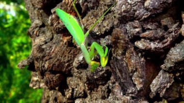 Hiyerodula transkafkasica - Ukrayna 'nın bahçesindeki yaşlı bir meşe ağacının kabuğunda dişi peygamber böceği yetiştiriyor.